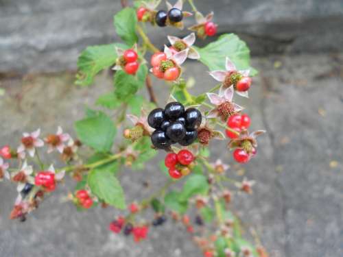 Blackberry Fruit Close-Up Macro Fresh Nature