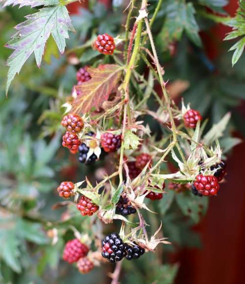 Blackberry Black Berries Autumn