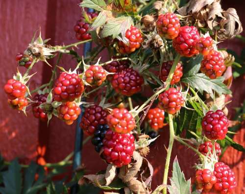 Blackberry Berry Autumn Black Berries