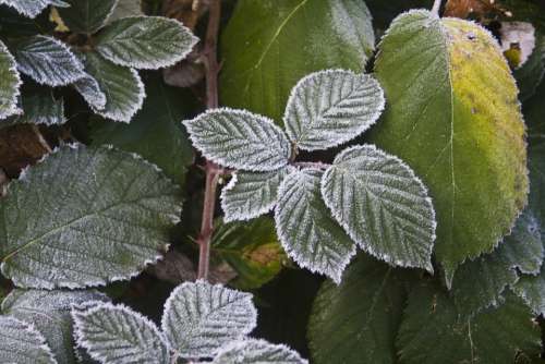 Blackberry Hoarfrost Cold Frost Frozen