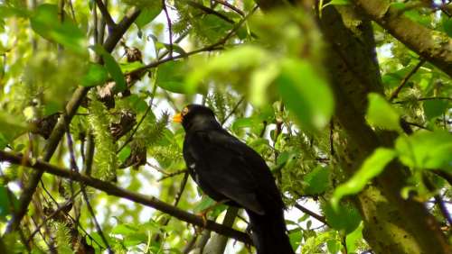 Blackbird Songbird Nature Bird Bill Creature