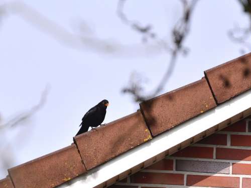 Blackbird True Throttle Black Bird Nature Elegant