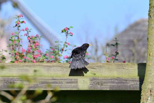 Blackbird True Throttle Bird Black Animal Nature