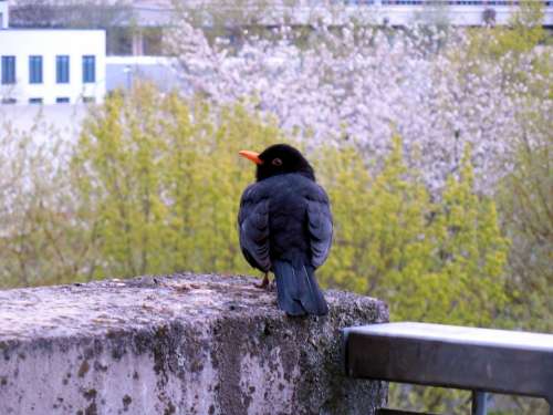 Blackbird Bird Nature Feather Animal Elegant