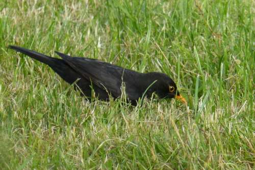 Blackbird Bird Black Grass