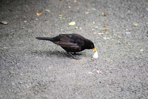 Blackbird Male Young Wild Bird Close-Up Detail