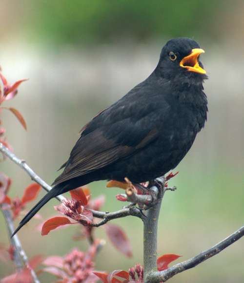 Blackbird Bird Call Crowing Calling Morning