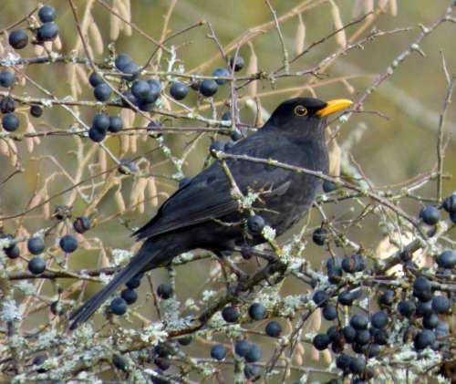 Blackbird Bird Berries