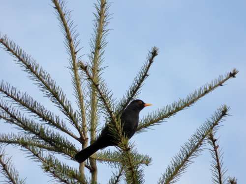 Blackbird Bird Treetop Nature Den Fir Green