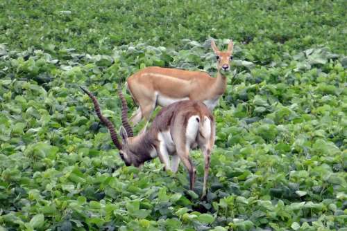 Blackbuck Antilope Cervicapra Ungulate Antelope
