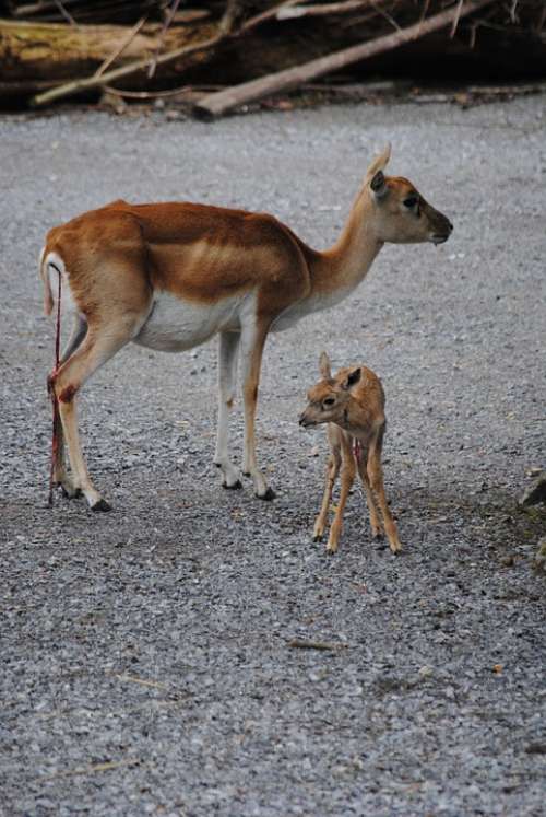 Blackbuck Dam Young Animal Birth Umbilical Cord