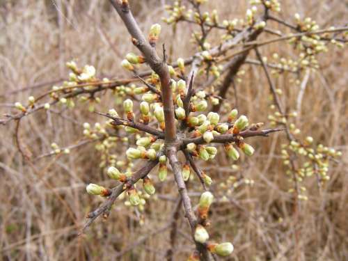 Blackthorn Buds Flowers Prunus Sloe Spinosa White
