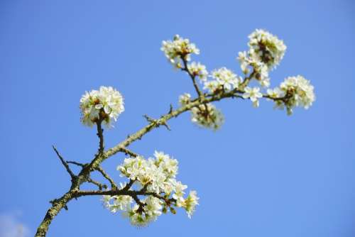 Blackthorn Flowers Branch Flowers White Bush