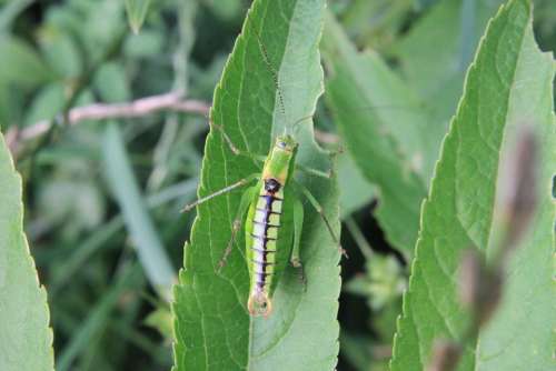 Blade Caelifera Ebulus Grasshopper Green Leaf