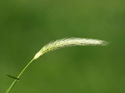 Blade Of Grass Grass Seed Grass Close Up Macro