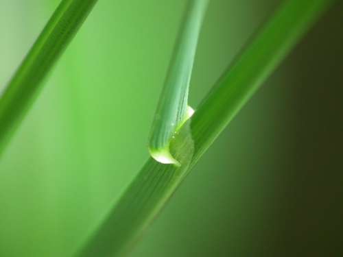 Blade Of Grass Green Close Up Plant