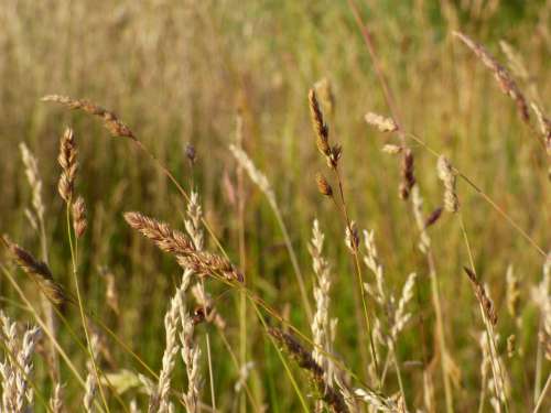 Blades Sharpness Macro Field Ears Cereals The Sun