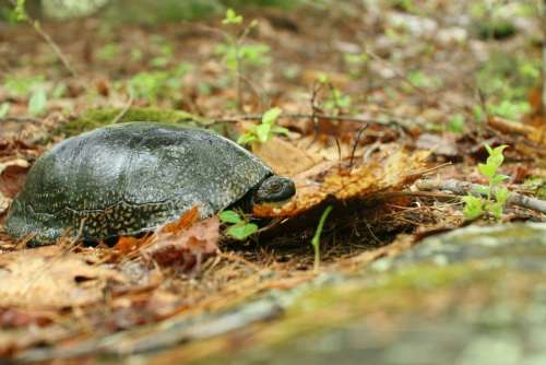 Blandingii Emydoidea Wild Ground Turtle Blandings