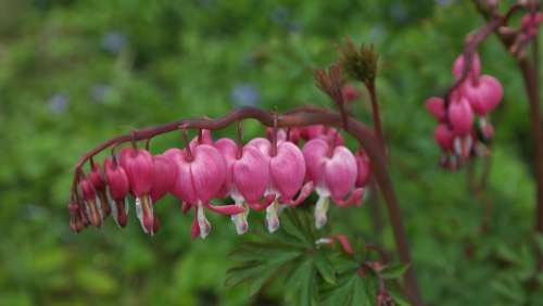 Bleeding Heart Lamprocapnos Spectabilis Heart Flower