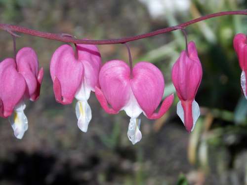 Bleeding Heart Lamprocapnos Spectabilis