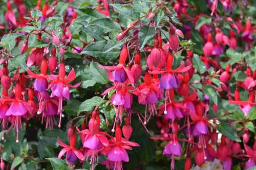 Bleeding Heart Flower Pink Red Nature Blossom