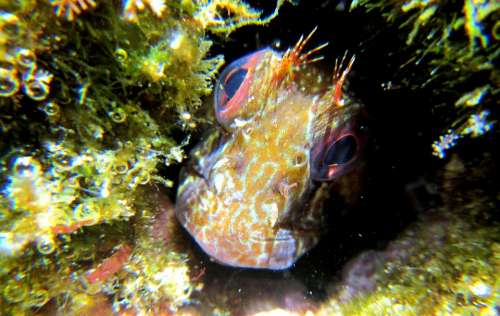 Blenny Fish Animals Snorkeling Marine Diversity