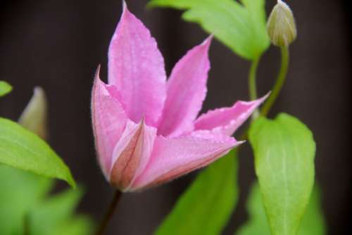 Blme Blossom Bloom Clematis Plant Pink