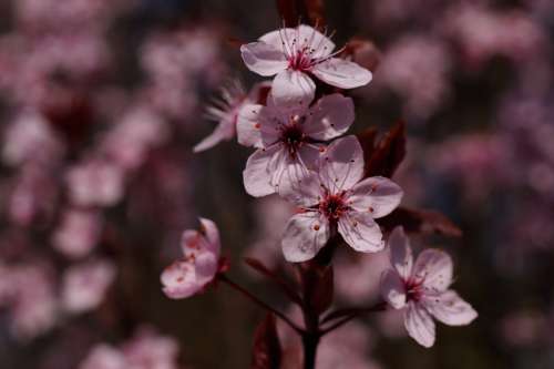 Blood Plum Prunus Cerasifera Flowers Spring Plant