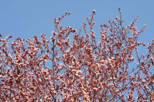 Bloom Tree Nature Spring Blooming Pink Natural