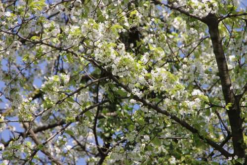 Bloom Blossoms Cherry Flowers Nature Spring