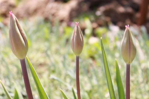 Blooming Budding Flowering Flowers Plants Spring