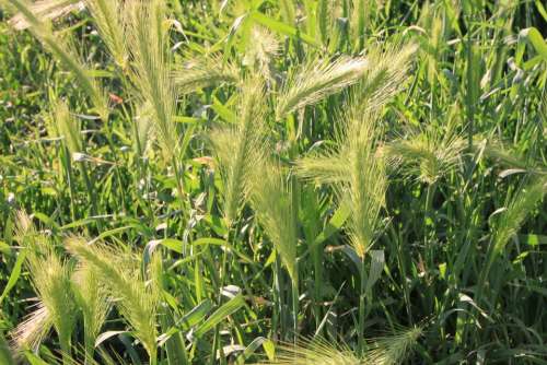 Blooming Ears Grass Light Spike Sun Plants