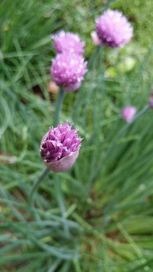 Blooms Flowers Lilac Pennsylvania Green Spring