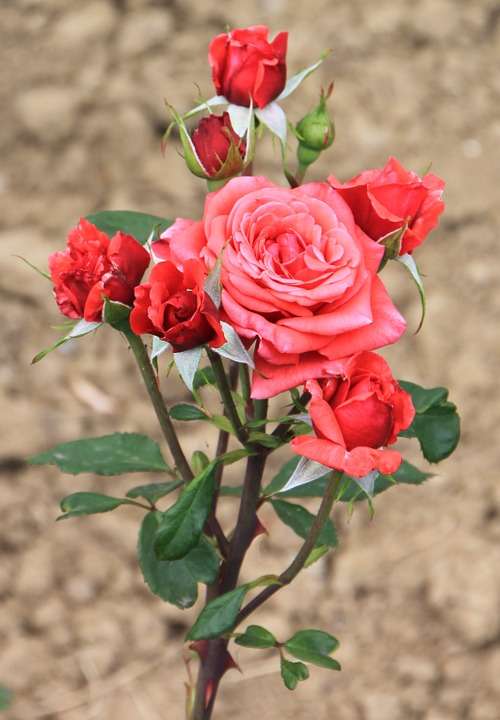 Blooms Flowers Pink Red Roses White Yellow