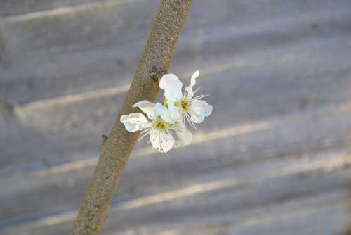 Blossom Plum Blossom Flower White Close-Up Branch