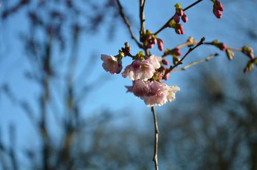 Blossom Cherry Flower Tree Nature Blossoms Spring