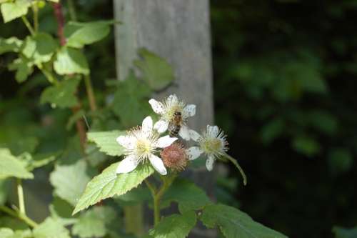 Blossom Nature Summer Wasp