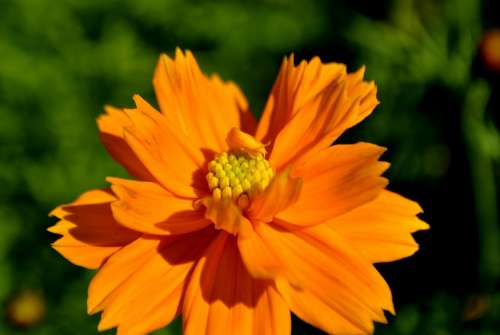 Blossom Orange Flower Plant Nature Floral