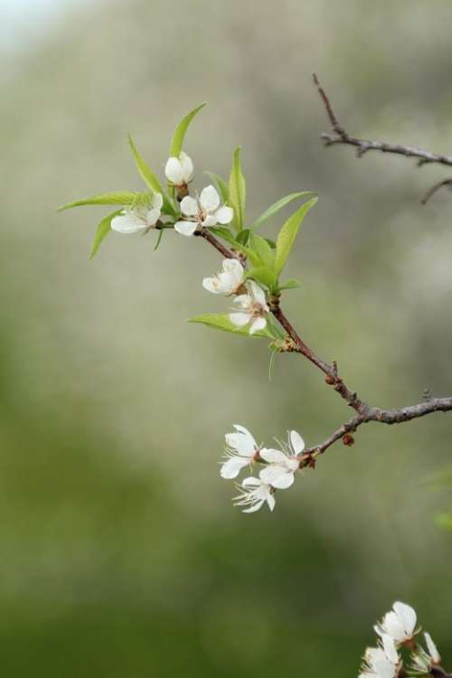 Blossom White Green Spring Nature