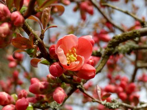 Blossom Apple Spring