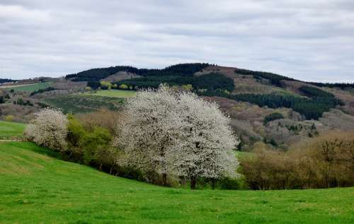 Blossom Tree Bloom Spring Luxembourg