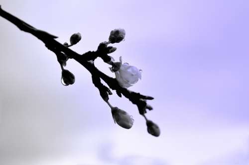 Blossom Spring Season Raindrops Macro Background