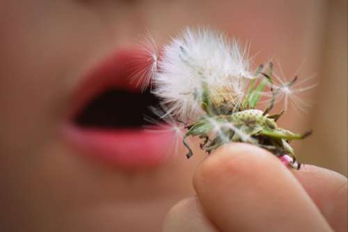 Blowing Mouth Fluff Dandelion
