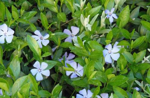 Blue Flower Flora Nature