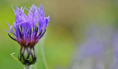 Blue Flower Flowers Blue Flowers Nature Green