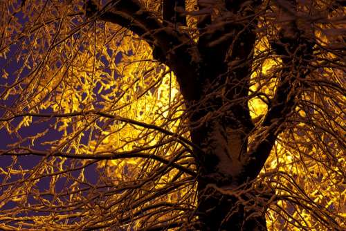 Blue Branch Branches Cold Dark Frost Light