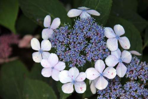 Blue Flower Blossom Bloom Hydrangea Plant