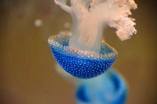 Blue Jellyfish Animal Water Aquarium
