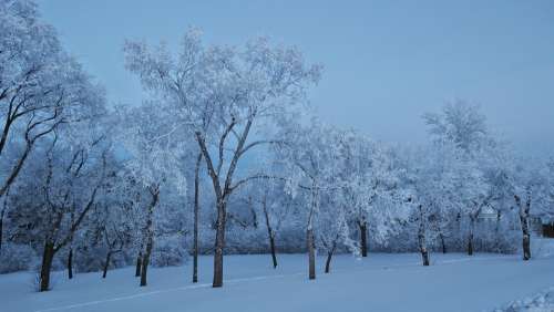 Blue Snow Frost Winter Light Beautiful Sky Trees