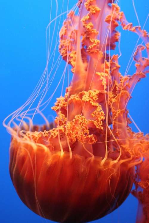 Blue Orange Ocean Jelly Fish